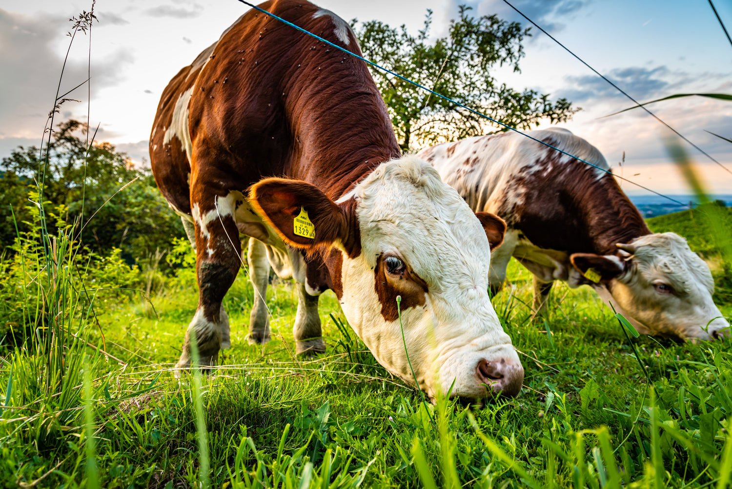 Cows Grazing